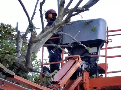 Gestión Intensiva del Arbolado Urbano en Córdoba