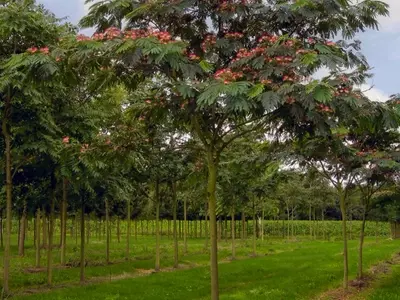 Descubriendo la Albizia Julibrissin: El Encanto del Árbol de la Seda