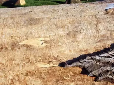 Invasión del Escarabajo Esmeralda del Fresno en Europa: Una Amenaza Forestal Inminente