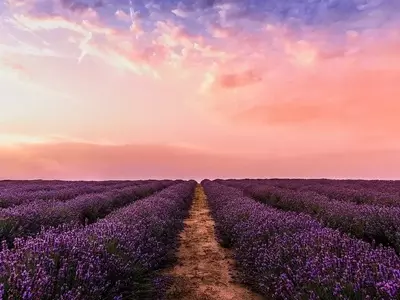 Brihuega se Viste de Púrpura: Un Festival de Lavanda que Encanta a Miles