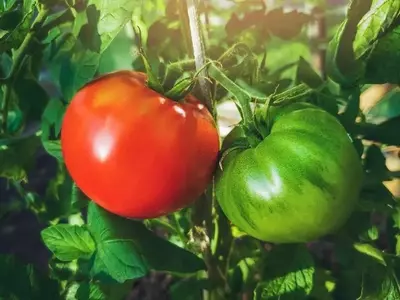 Nules Revive Variedad Histórica de Tomate Gracias a Seis Semillas Antiguas