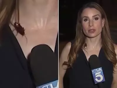 Unflappable Reporter's Cockroach Encounter Goes Viral