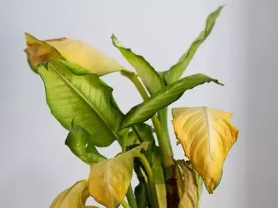 Secretos para Revitalizar tus Plantas: Una Guía Completa contra el Amarillamiento Foliar