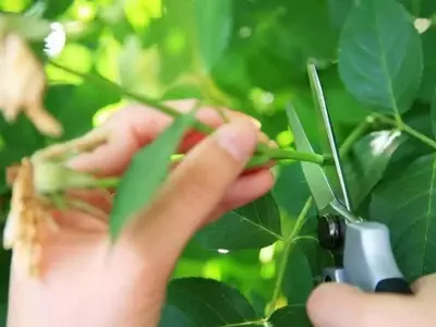 Guía Definitiva para la Propagación de Plantas Mediante Esquejes