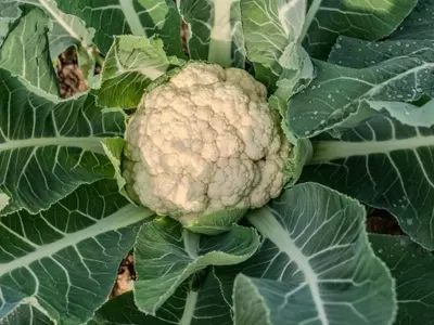 Impulso Exportador: MAPA y FEPEX Fortalecen Verduras Españolas en Mercados Globales