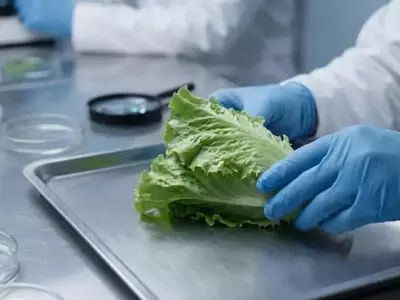 México investiga el posible vínculo de la lechuga con el brote de ciclosporiasis en EE. UU.