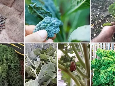 Guía Completa para el Cultivo de Col Rizada (Kale)