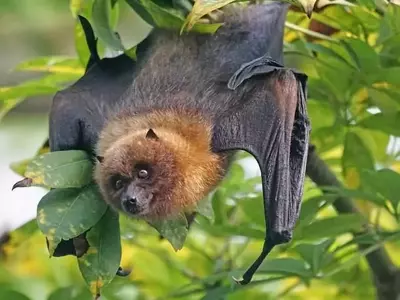 Murciélagos: Aliados Ecológicos en el Control de Plagas Agrícolas