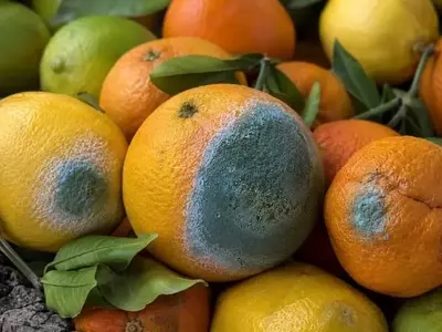 Descubrimiento Revolucionario: Desentrañando la Estrategia del Moho Azul Contra los Cítricos