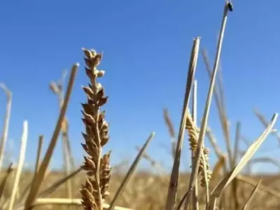 Mijo del País del Canal: Un Vistazo Profundo a la Genética y la Herencia Aborigen