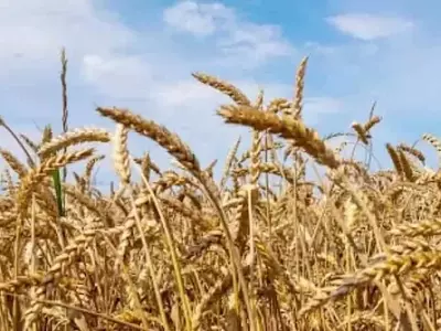 La producción de trigo de Australia Occidental sufrirá una caída del 28.5%