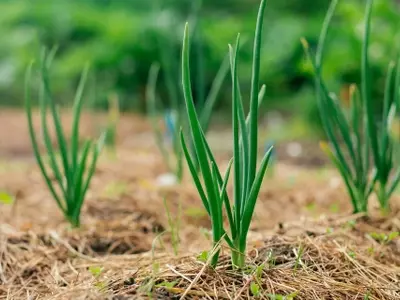 Maximiza el Ahorro de Agua en tu Jardín con Técnicas de Acolchado