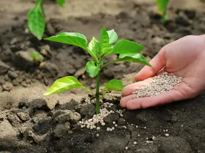 Ayudas para Fertilizantes: Plazos, Cuantías y Aceptación