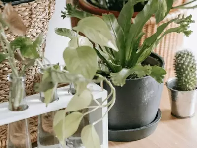 Diseño botánico: Cómo transformar tu hogar con plantas de diferentes alturas