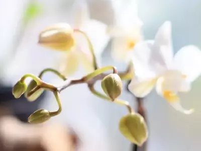 La Misteriosa Caída de los Capullos Florales y el Secreto de las Crisálidas