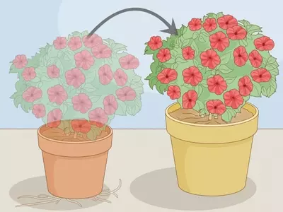 Guía Completa para el Cultivo Exuberante de Petunias durante Todo el Verano