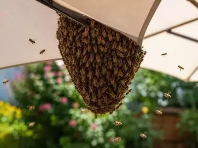 Aparición de Enjambres de Abejas en Lugares Inesperados: Un Fenómeno Natural de Reproducción