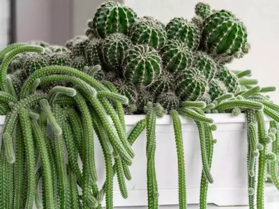 Guía completa para el trasplante de plantas: Cuándo y cómo renovar su hogar