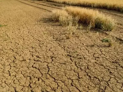 Microbios Salinos: La Clave para Proteger los Cultivos Agrícolas del Cambio Climático