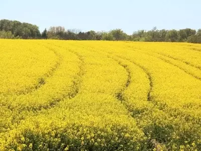 El cultivo de canola en Tennessee: una alternativa en crecimiento en el ámbito agrícola