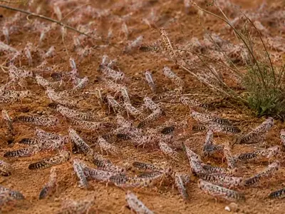 Marruecos Lidera la Lucha contra la Langosta del Desierto con Drones y Biopesticidas