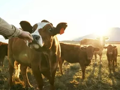 ImmuCell's First Defense Product: Driving Growth in Animal Health