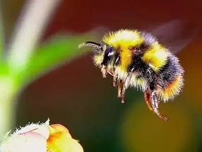 La Vital Presencia de los Abejorros en tu Jardín: Un Indicador de Biodiversidad y Salud Ambiental