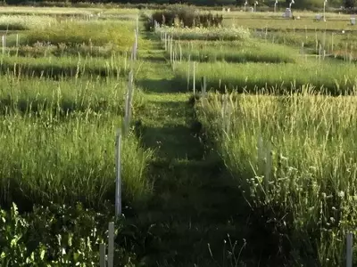 La biodiversidad vegetal impulsa el control natural de plagas