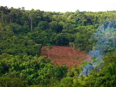 Plataforma VISTA: Revelando la Deforestación Ilegal en la Amazonía Boliviana