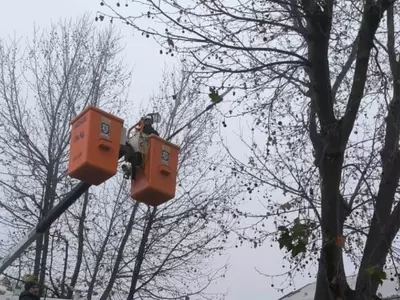 Poda invernal en ciudades argentinas: Beneficios y estrategias para el arbolado urbano