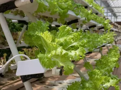 Invernaderos Hidropónicos: Optimizando el Cultivo y la Sostenibilidad