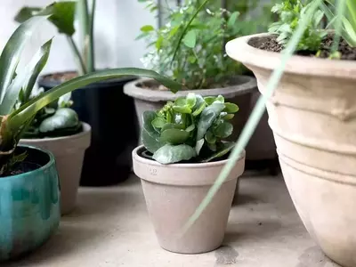 Arcilla vs. Plástico: ¿Cuál es el Mejor Recipiente para Tus Plantas?