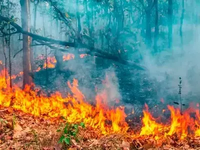 Invertir en prevención de incendios forestales: una estrategia económica y ambiental