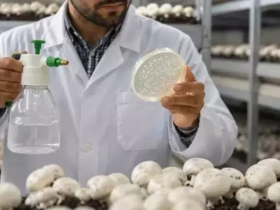 Bacterias beneficiosas protegen los champiñones de las enfermedades sin químicos