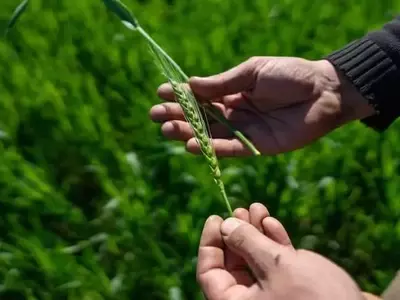 Marruecos Lidera la Innovación Agrícola con Variedades de Trigo Duro Resistentes a la Sequía