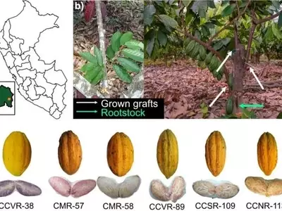 Cacao Blanco de Piura: Desafiando las Expectativas de Rendimiento con Manejo Agronómico Avanzado