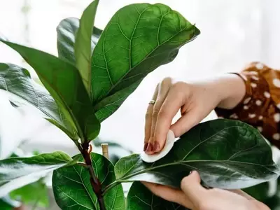 Mantén tus plantas de interior saludables y relucientes: La guía definitiva para la limpieza de hojas