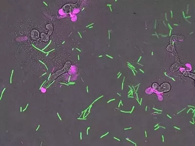 Bacterias beneficiosas combaten eficazmente las enfermedades del champiñón sin dañar el cultivo