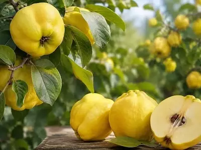 El Membrillero: Un Tesoro Ancestral de la Agricultura