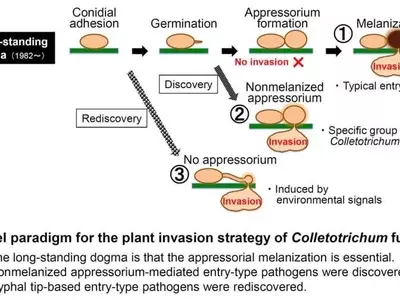 Hongos Agrícolas: Nuevas Perspectivas sobre la Infección de Cultivos