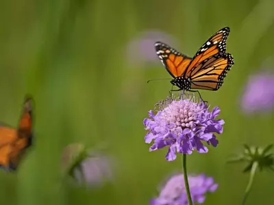 La Scabiosa: Un Imán Natural para Mariposas y Aliado de la Biodiversidad en tu Jardín