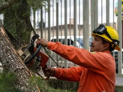 La Poda Preventiva: Estrategia Clave para la Seguridad Urbana y Eléctrica en América Latina