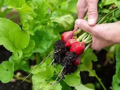 Secretos para un Jardín Radiante en Pleno Verano: Estrategias de Cuidado Esencial