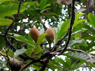 El Secreto Azul de la Jagua: Innovación y Desafíos Bioculturales en la Industria Alimentaria
