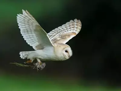 Búhos: Aliados en el Control Natural de Roedores en Viñedos Californianos