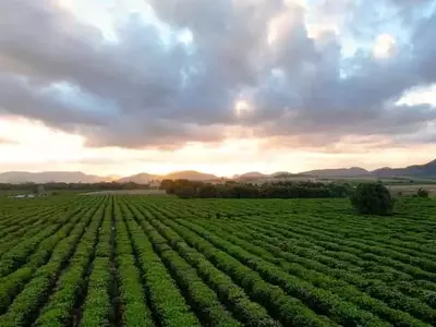 Revolución en el Café Brasileño: Drones y Riego Inteligente Impulsan la Sostenibilidad
