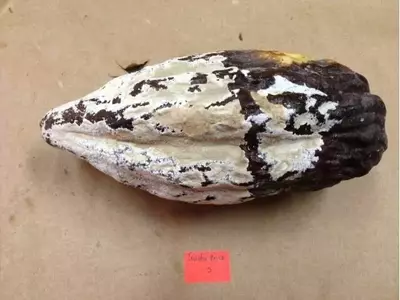 Innovación Ecuatoriana: Una Emulsión Natural Revoluciona el Control de la Moniliasis del Cacao