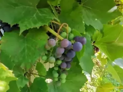 Investigan la "memoria" de la sequía en la vid Malbec en Argentina