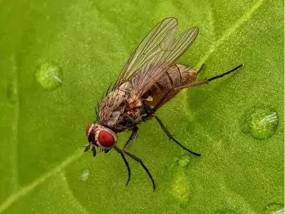 Impacto de la Sequía en la Remolacha Azucarera y la Plaga Minadora en Alemania