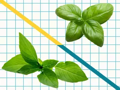 Unveiling the Distinctive Characteristics of Italian Sweet Basil and Thai Basil in Culinary Arts